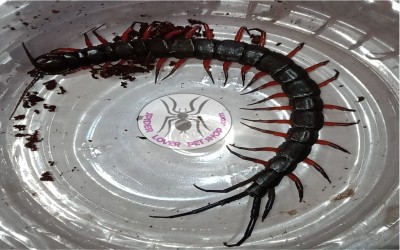 Scolopendra Low Land Jewel Sumatera/ Kelabang/ Lipan/ Centipede